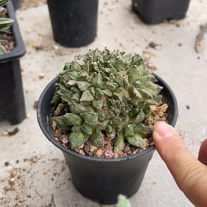 无花朵牡丹大群一物一拍