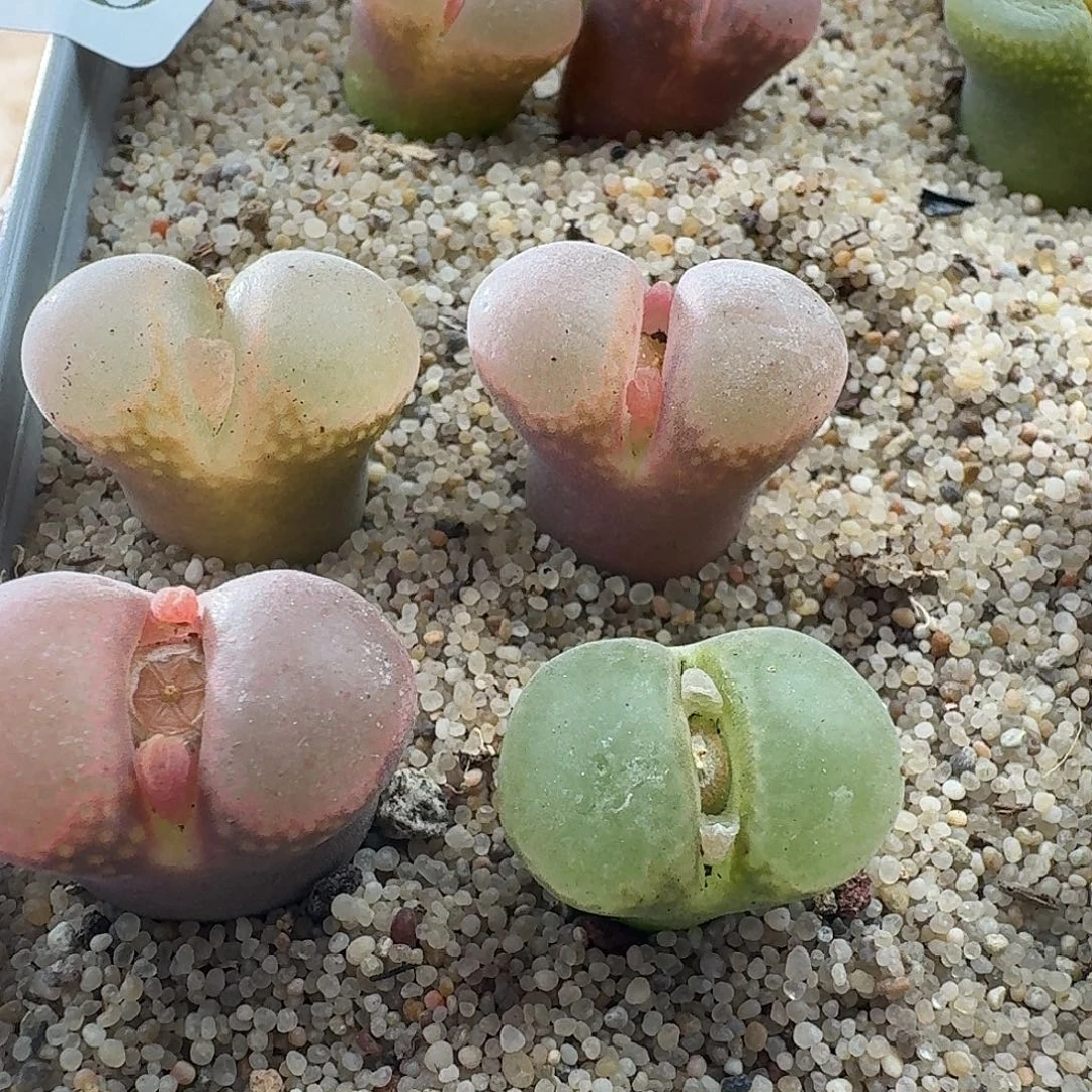 风铃玉4颗哈哈哈哈哈哈