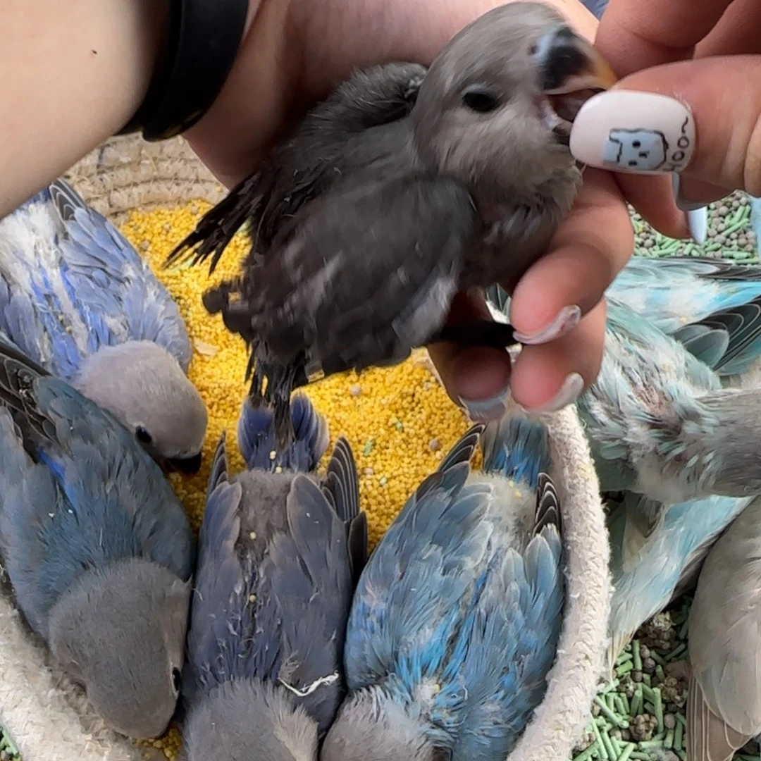 桃脸牡丹鹦鹉福利多多