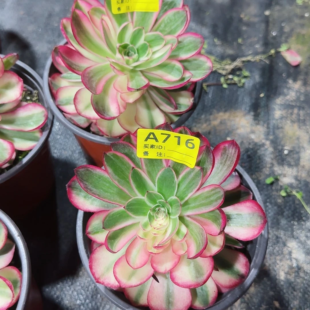 倾城法师多肉植物组合717716