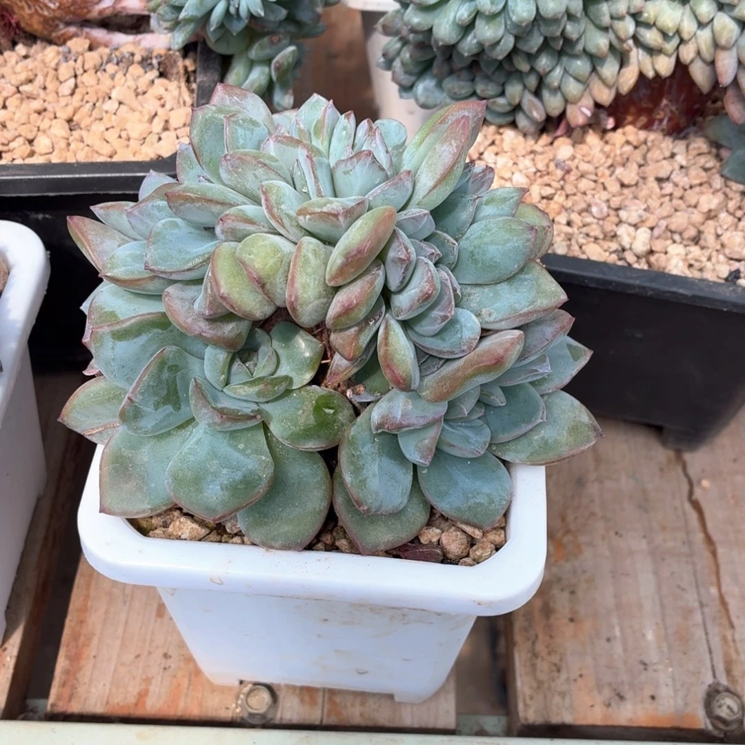 x***ixi宝发货泡芙缀小树