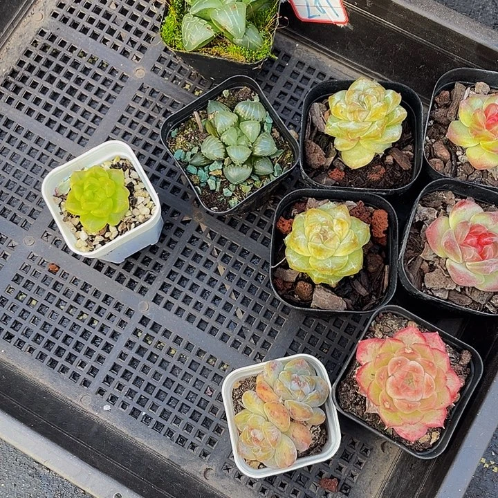 见***喵201号筐带盆土发货