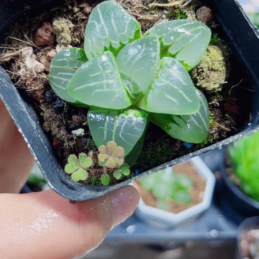 粉色甜心多肉植物6666