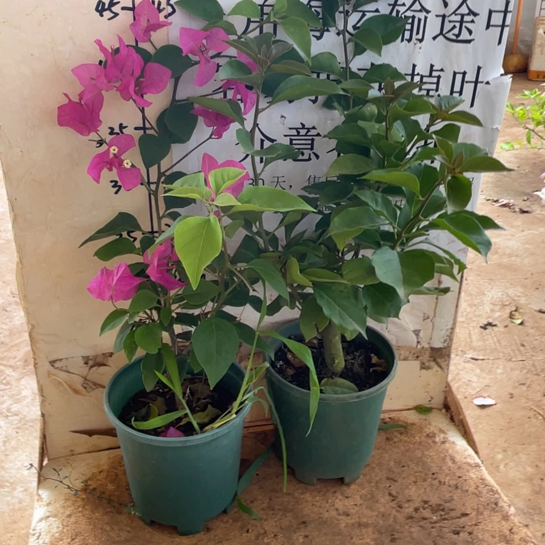 当前无花栽培后可以开花38h2