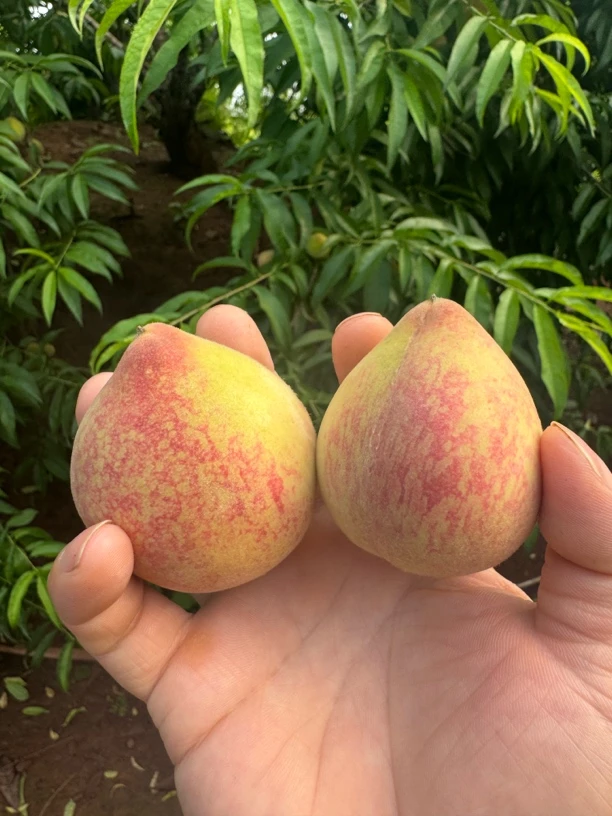 衡山猪血桃现摘现发