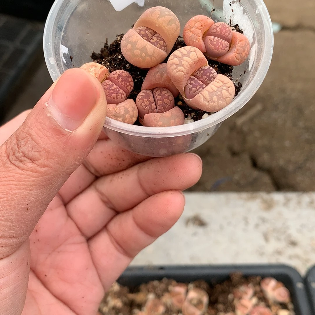 s****?X172多肉植物保护研究所