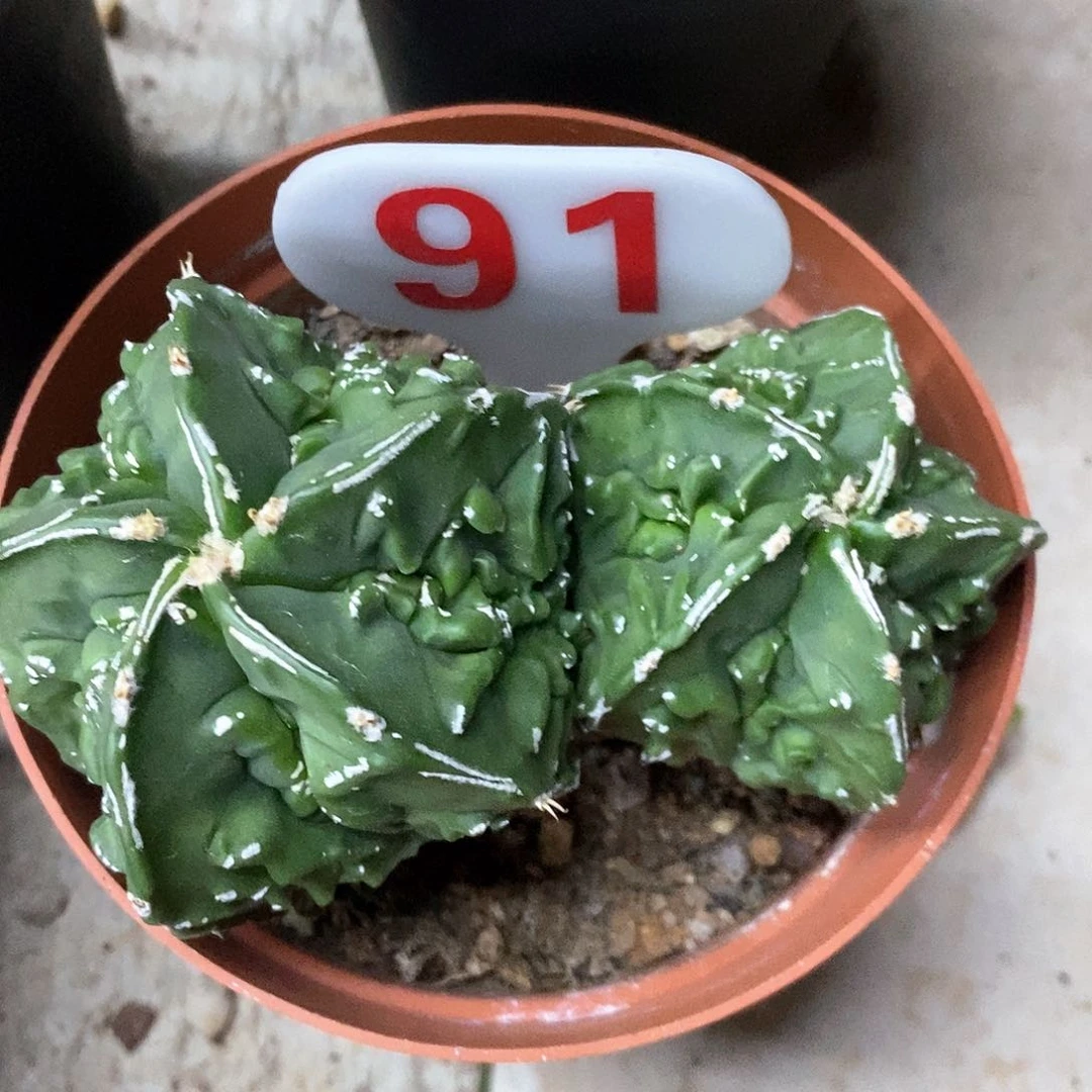 91大双头核桃福利特价咯