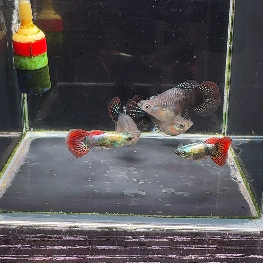 孔雀鱼清缸龙鳞球3母2公包含一条备损
