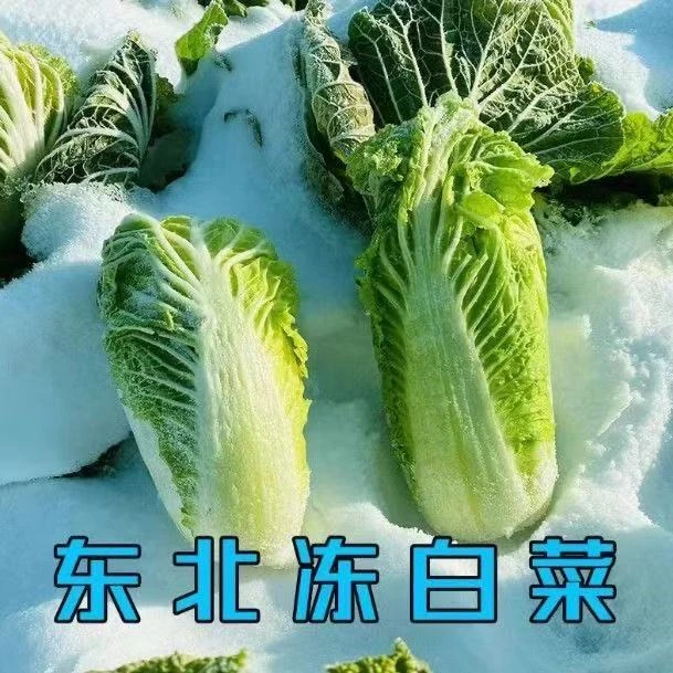 【到手5斤】东北绿叶冻白菜冬季蘸酱菜淡淡清甜