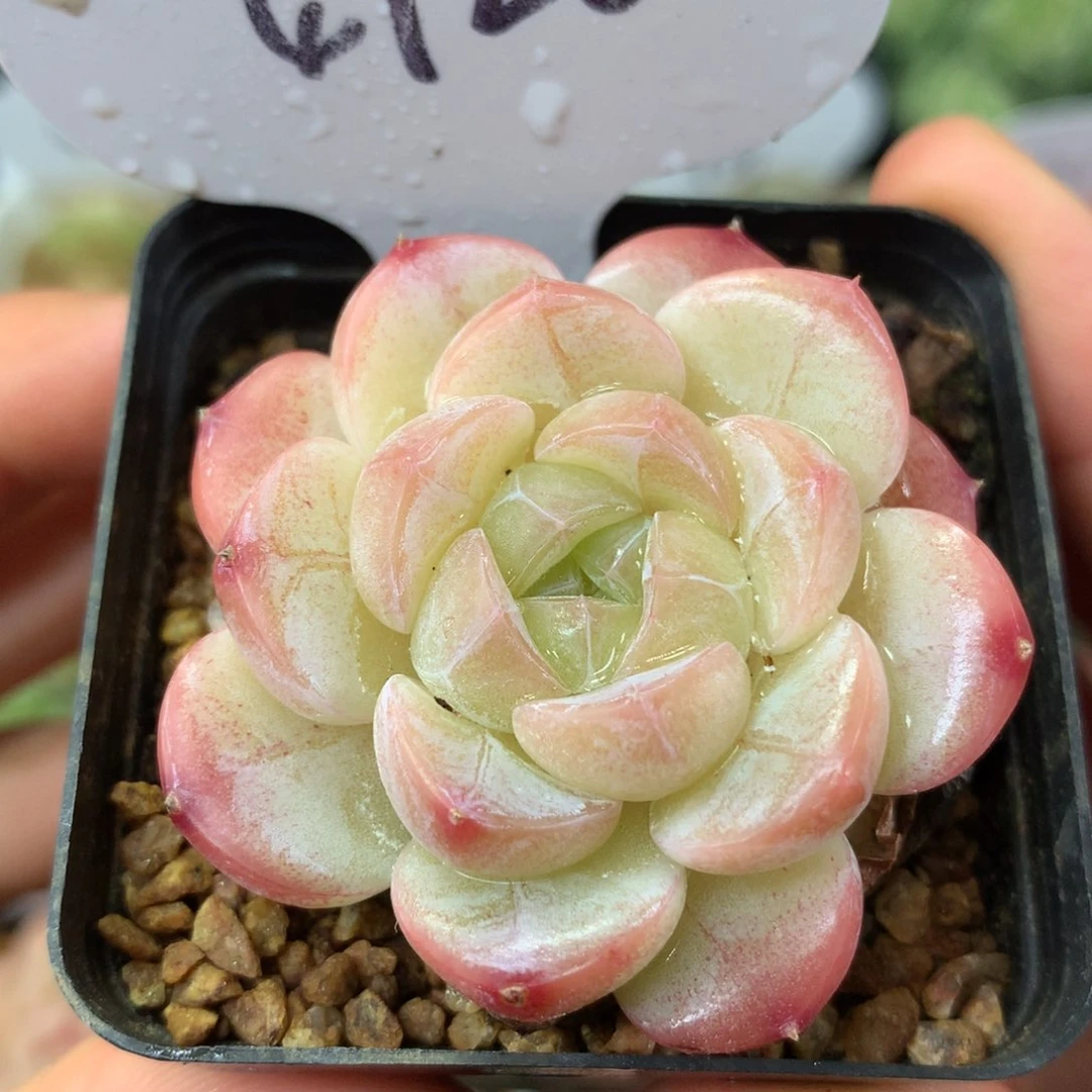 油透钻心珍妮单头4726