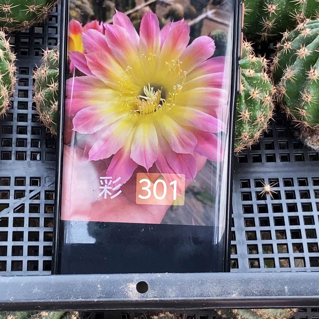 彩 301侧芽歪20包邮/5公分