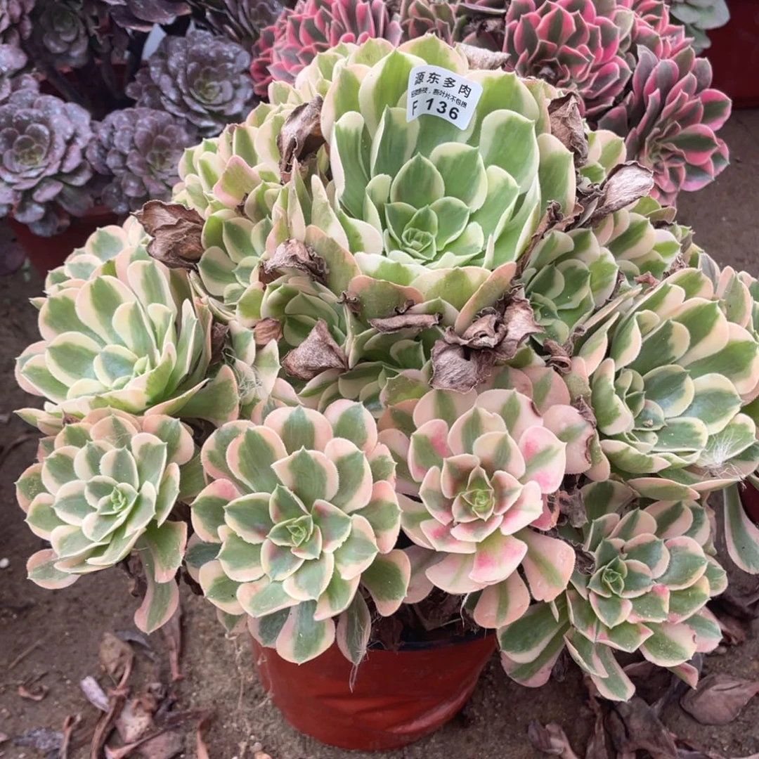 136初恋多肉法师断枝不包