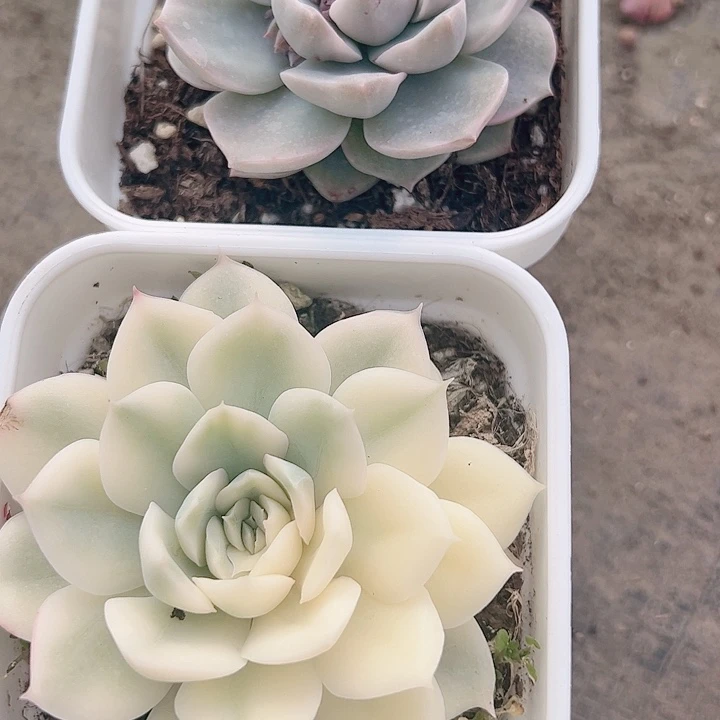 影*多肉植物多肉植物