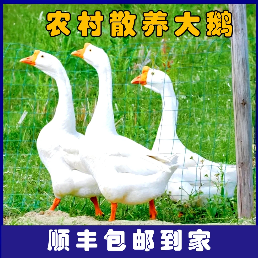 农村散养大鹅现场称重改价（一物一拍）