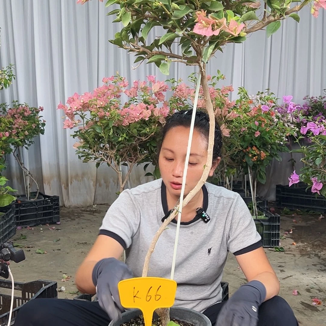 流***影当前无花栽培后可以开花K66卡亚塔