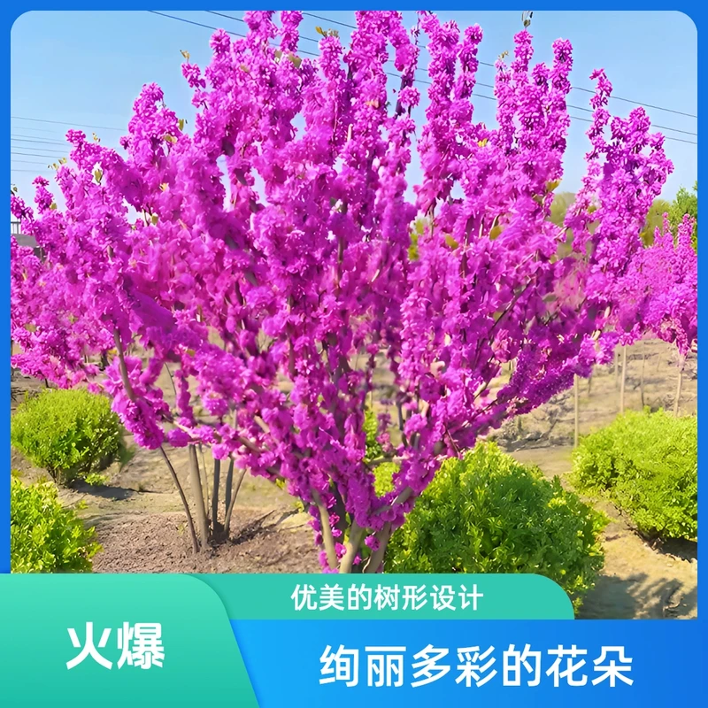 紫荆树苗庭院耐寒室外花卉植物南方北方别墅花园绿化苗木紫荆花苗