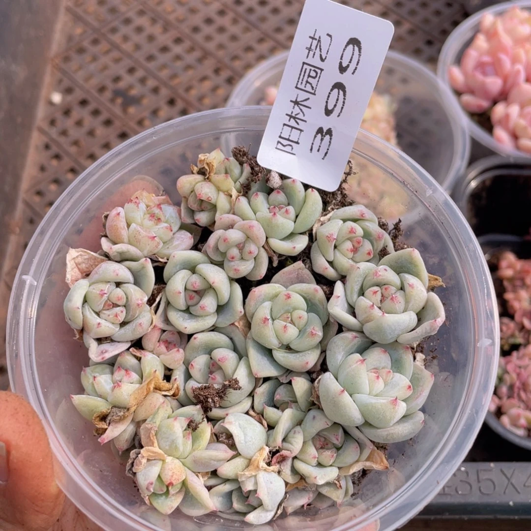 多肉植物多肉植物399