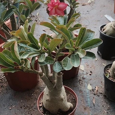 【闪购商品】知****6绿植