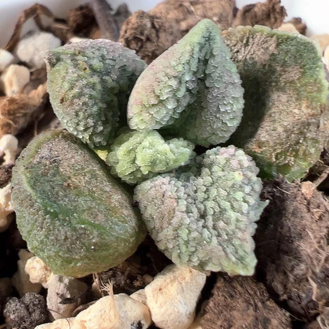茶 绿色系冰晶颗粒款实生