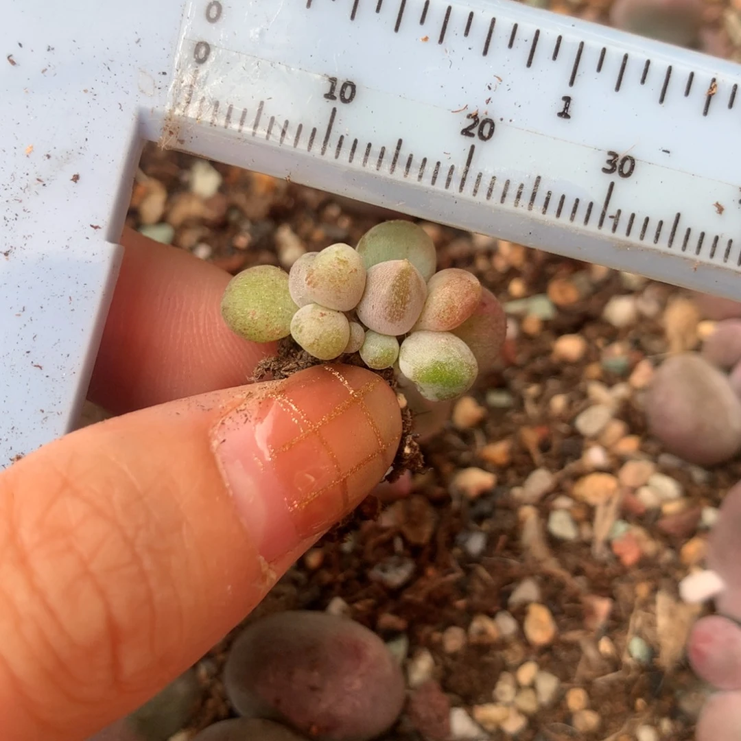 乌里韦亚 精品韩国奶酪多肉