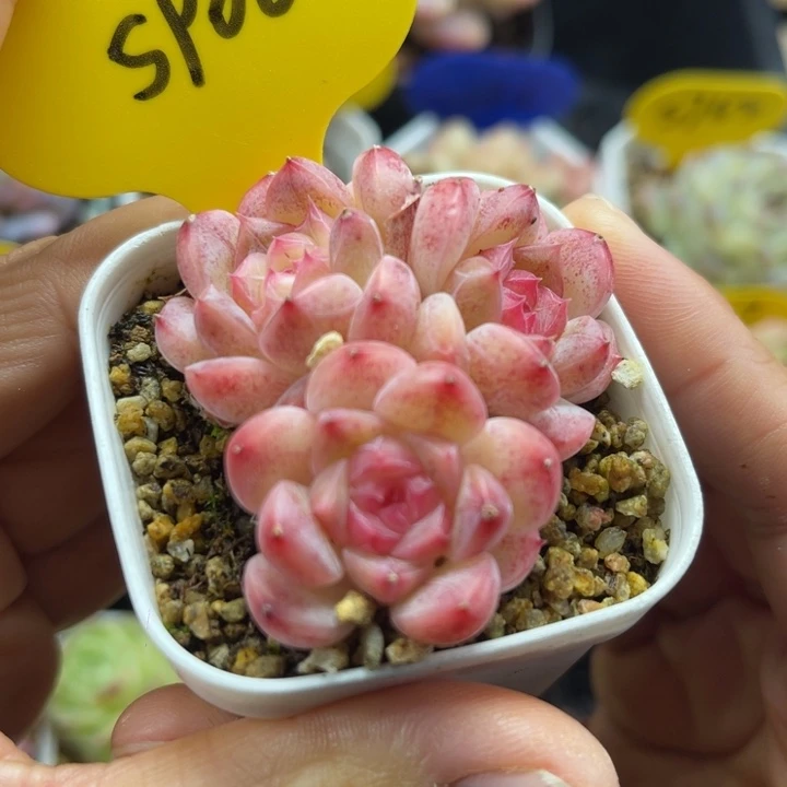 粉钻心珍妮群5906