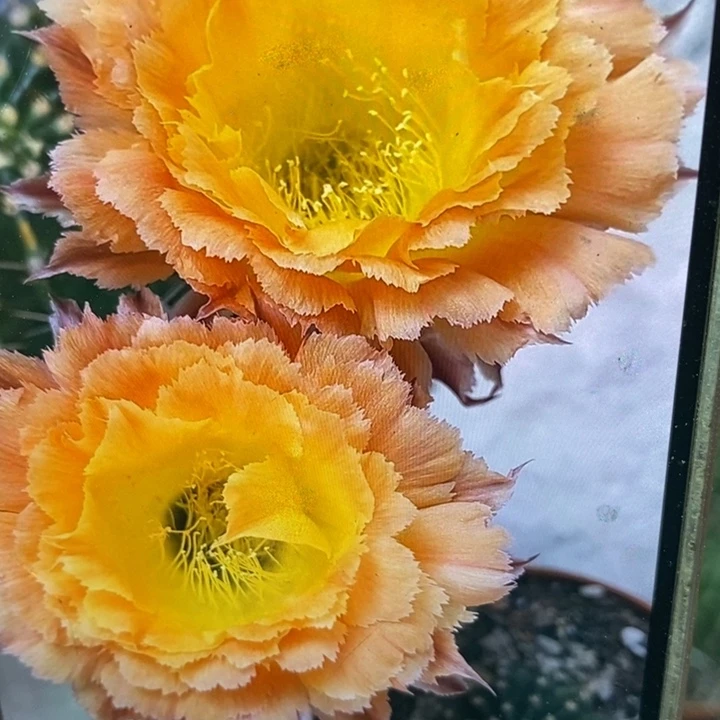 彩草橙黄羽毛侧芽3.5公分左右