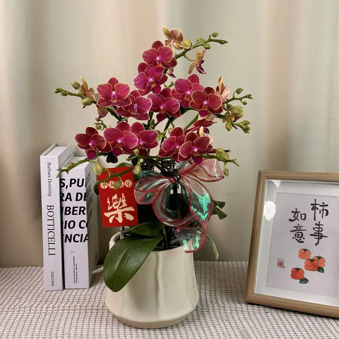 蝴蝶蘭【金边玲珑福利】酒红色系 桌面款小花型  爆花量