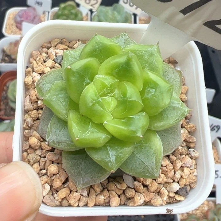 372号七喜 晗雨多肉