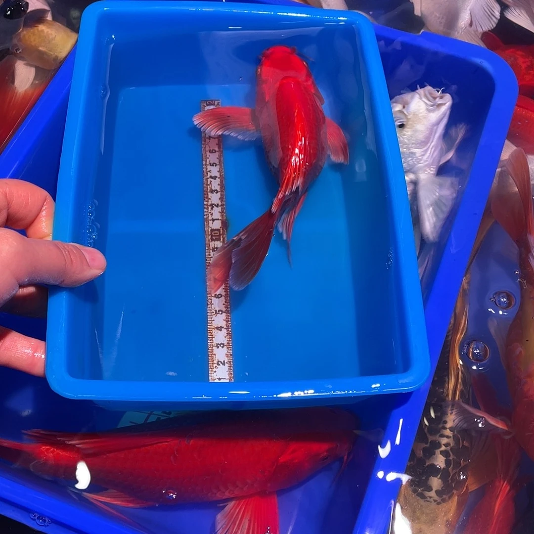 海水鱼观赏鱼精品