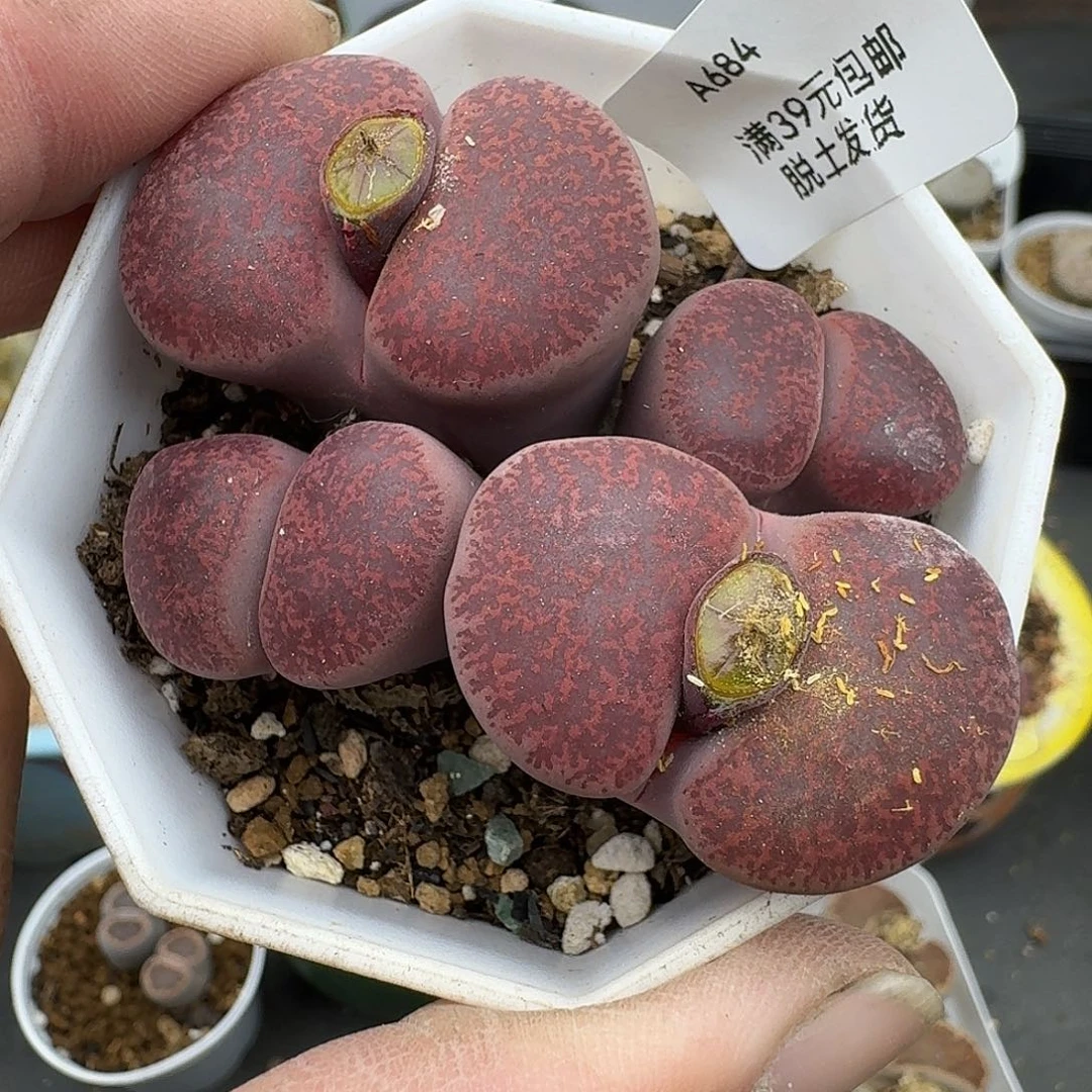 684多肉哈哈哈哈哈哈哈