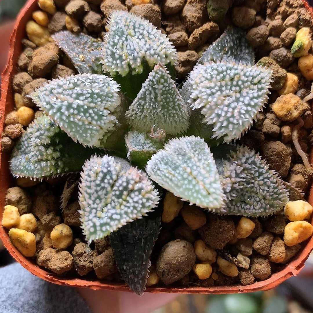 刺猬磨面寿带盆土发货t