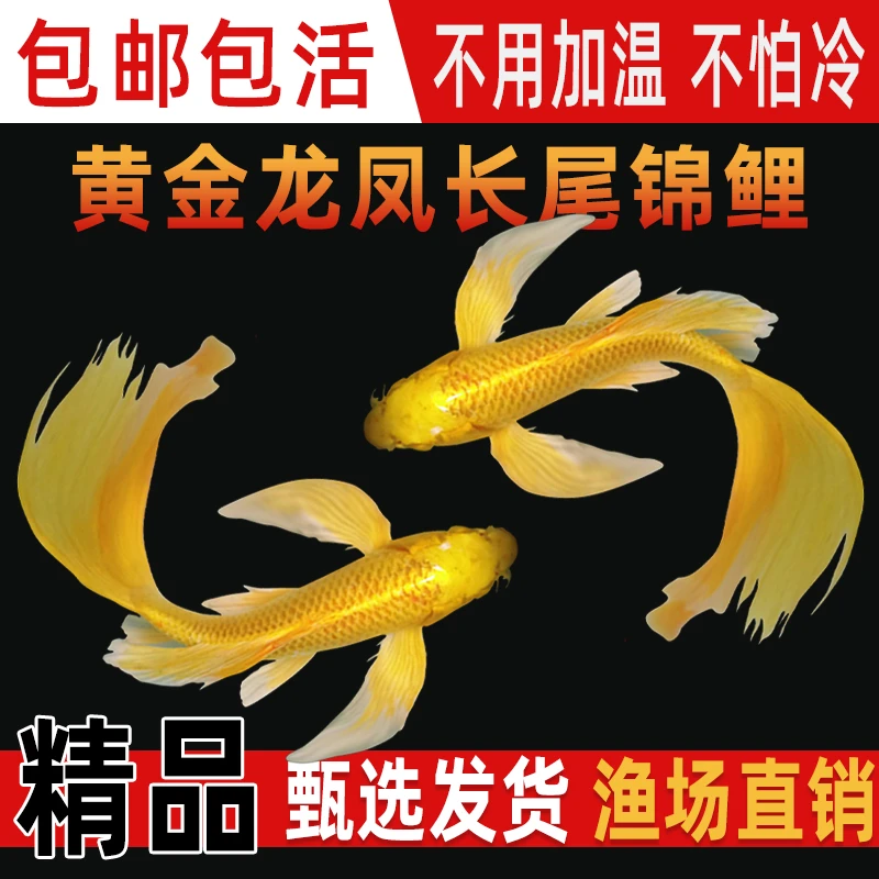 纯种黄金龙凤锦鲤长尾锦鲤活体观赏鱼黄金锦鲤风水鱼淡水冷水好养