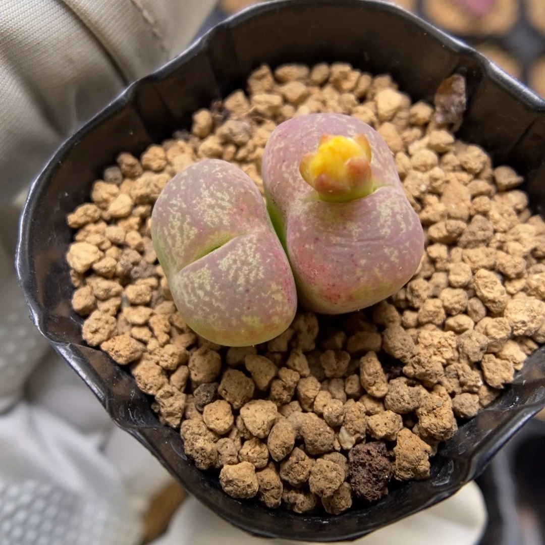 多肉植物肉锥杂交K-3739