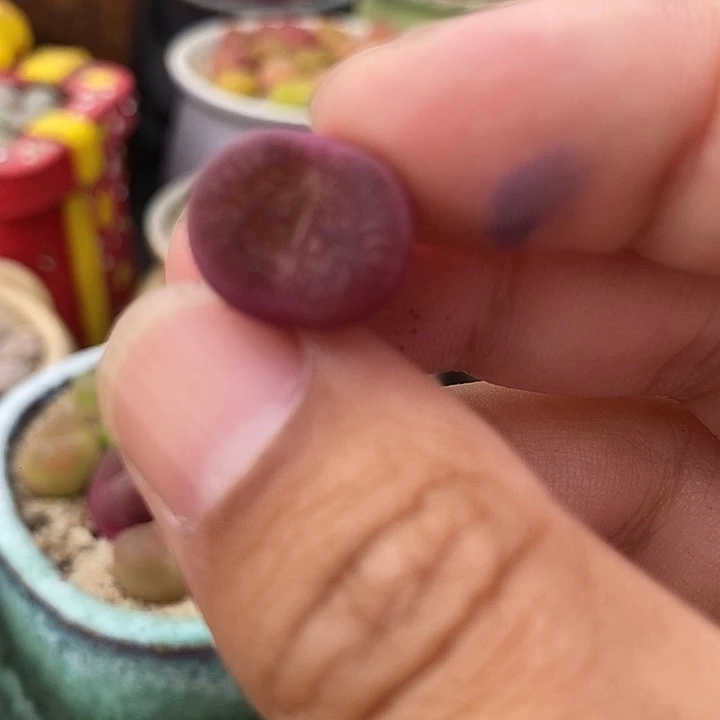 25504墨杂一颗
