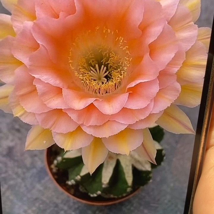 彩草梦幻侧芽3公分左右
