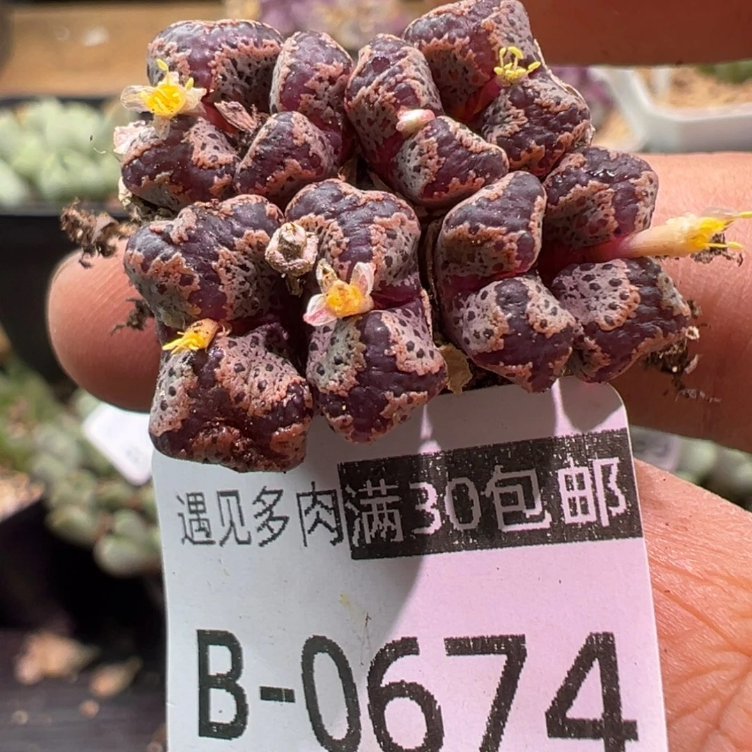 多肉植物1111111111111