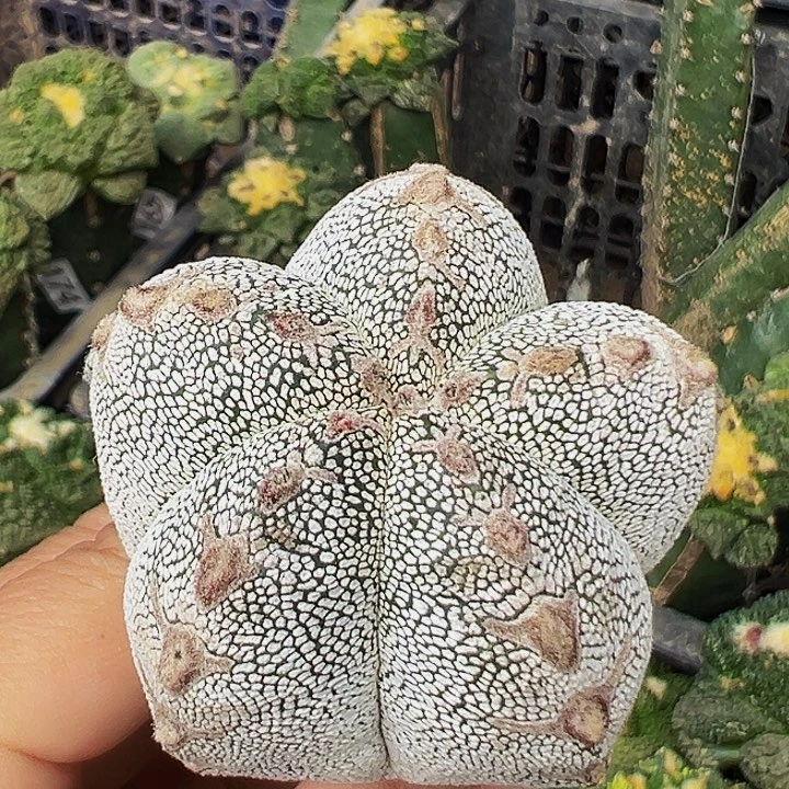 无花朵福利恩冢v536