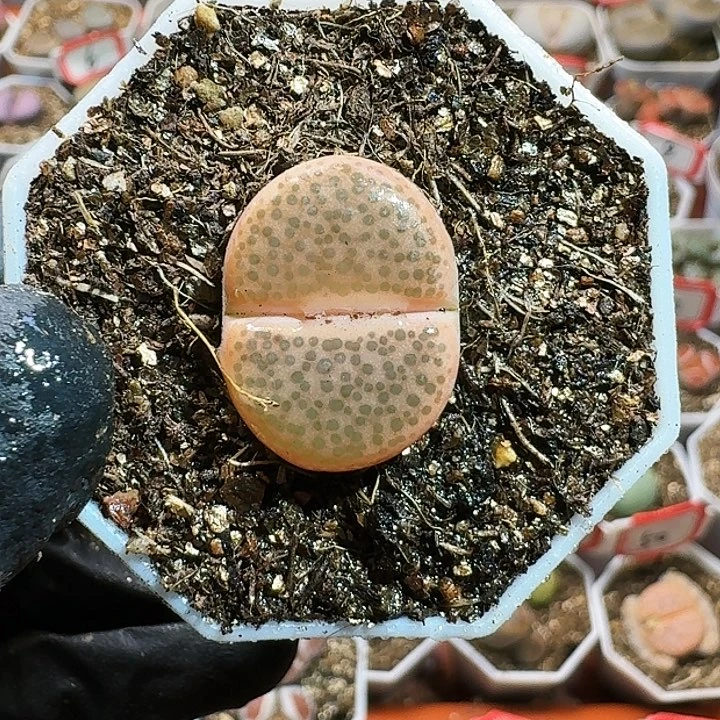 生石花111111。  365