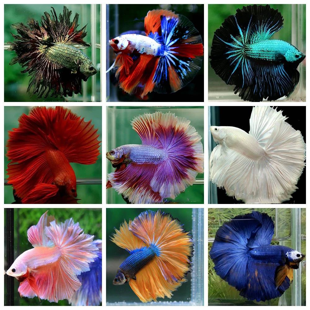 2单配鱼杯【100-199号】泰国斗鱼小型淡水金鱼观赏鱼活体好养易活