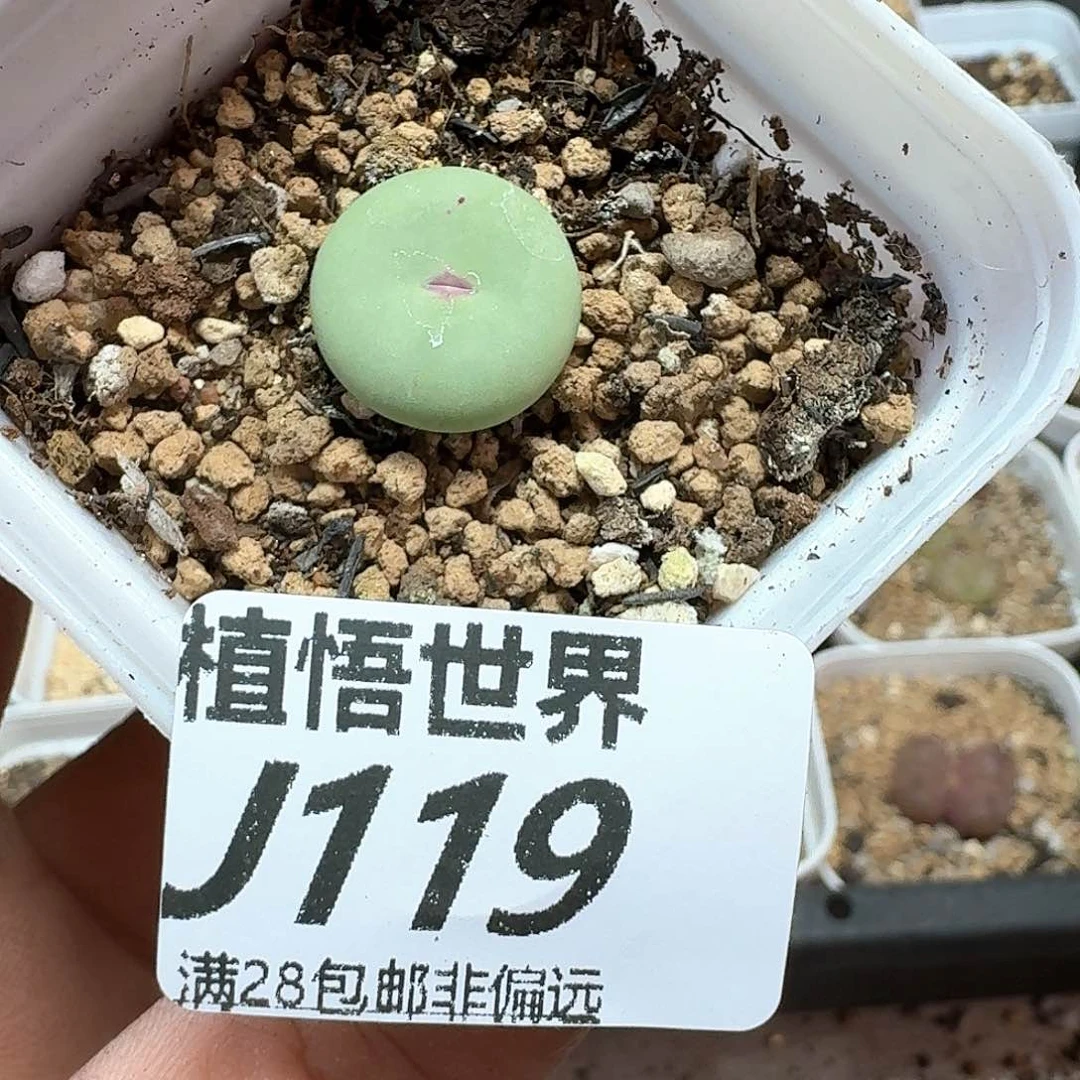 多肉植物的润泽植物