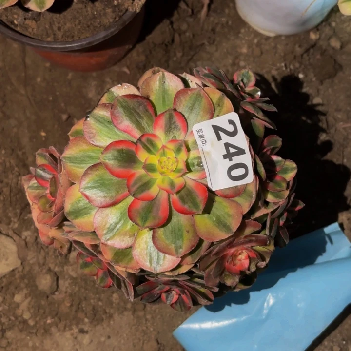 240半糖荔枝多肉植物不售后