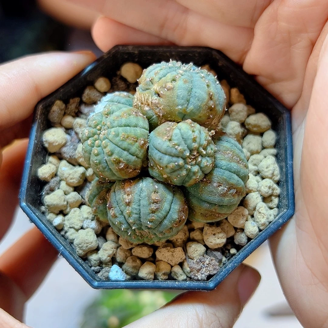 晚12号布纹球带锈4.5公分弱根