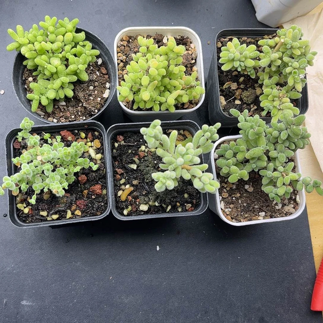 33新手套餐6颗组合