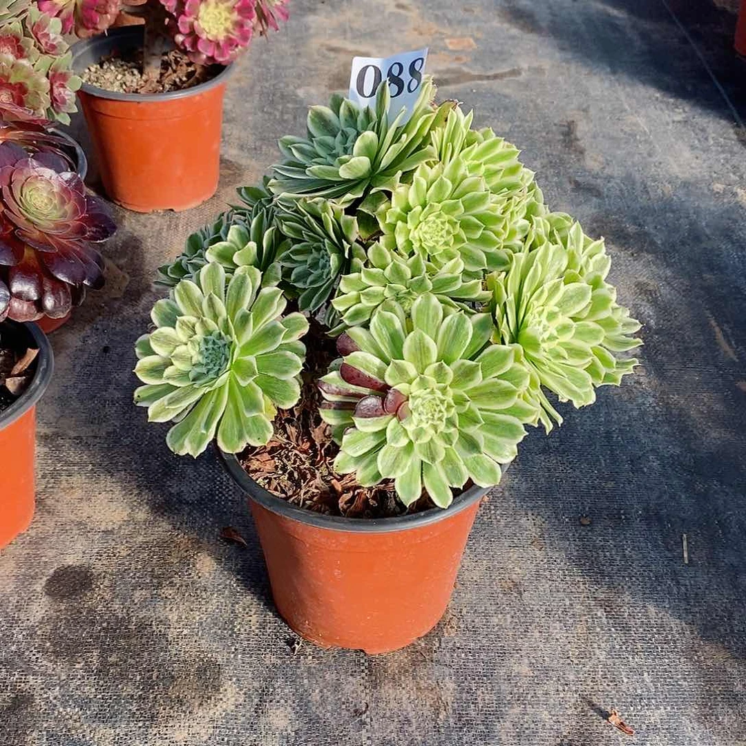 碧浪088多肉法师