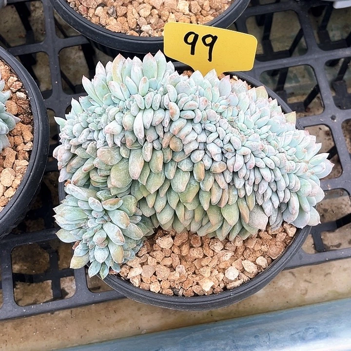 星影缀化99号码牌子的
