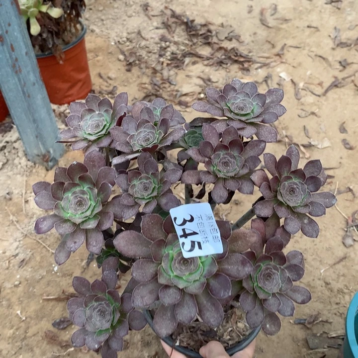 345红酒圆叶绣球1
