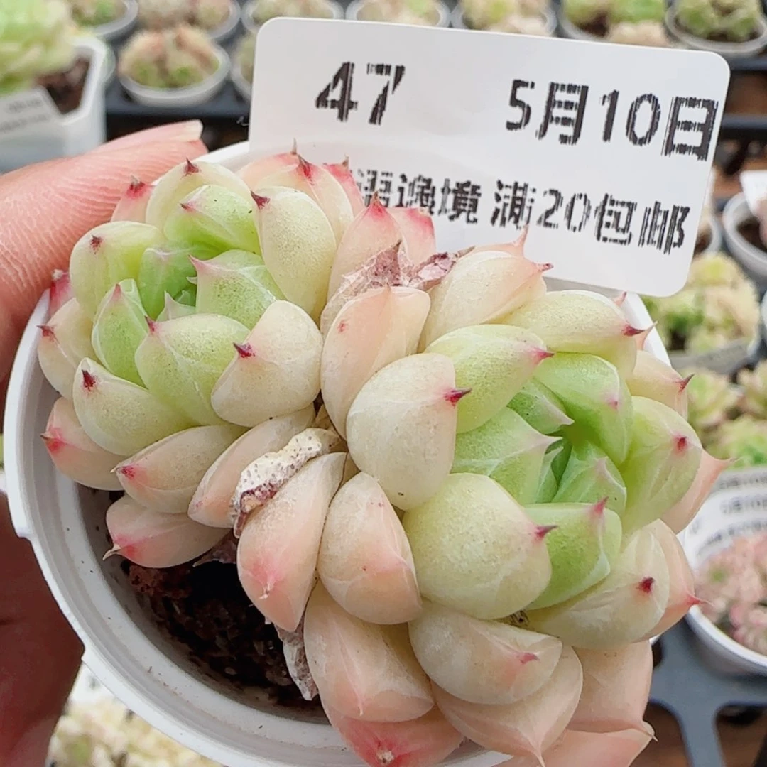 花语逸镜0510-47
