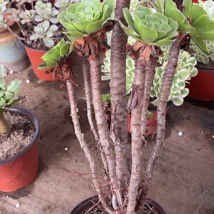 370绿羊绒多肉植物福利