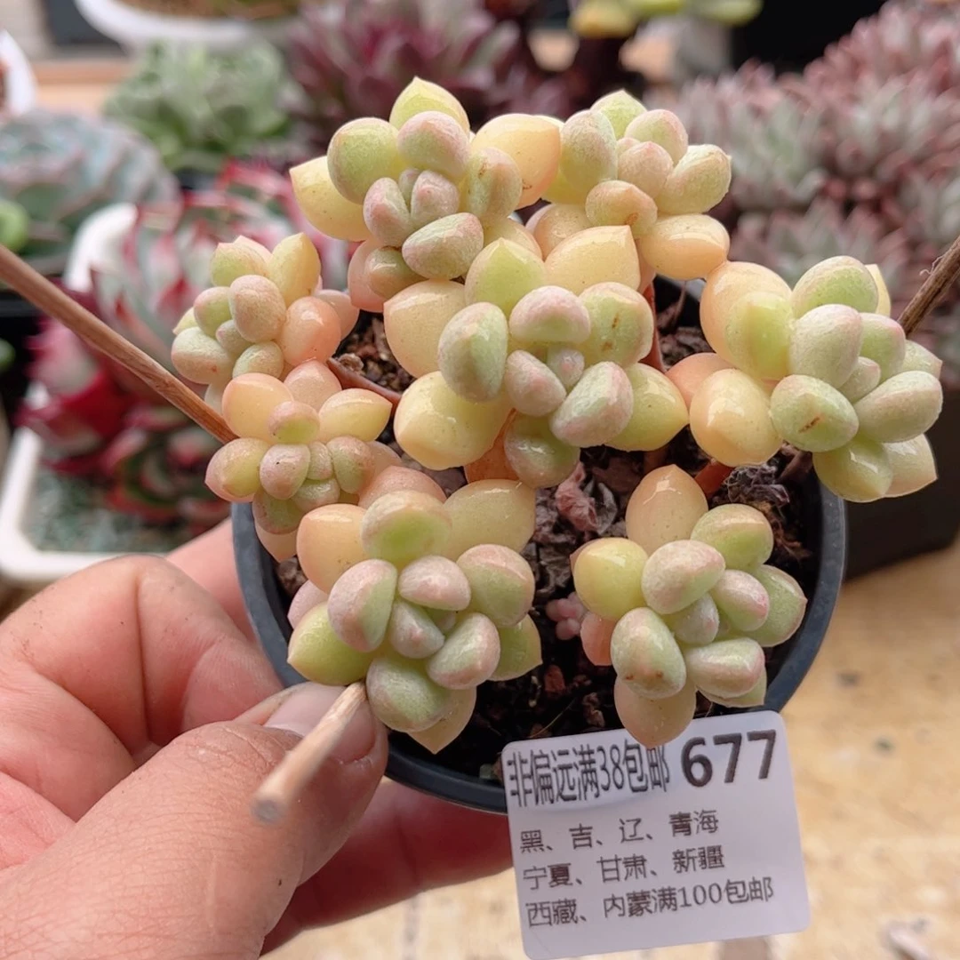 677奶油糖德华多肉