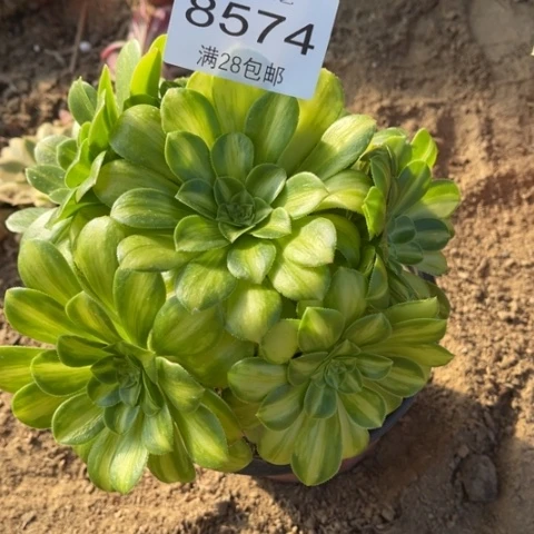 琉璃多肉多肉8574